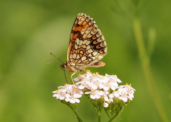 Melitaea celadussa?  S