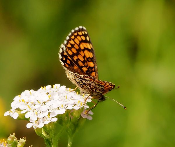 Melitaea celadussa?  S