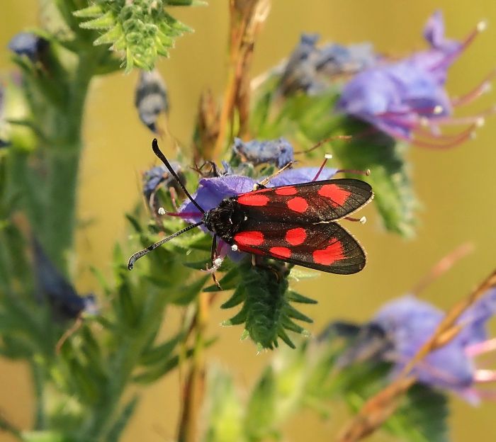 Zygaena loti? S