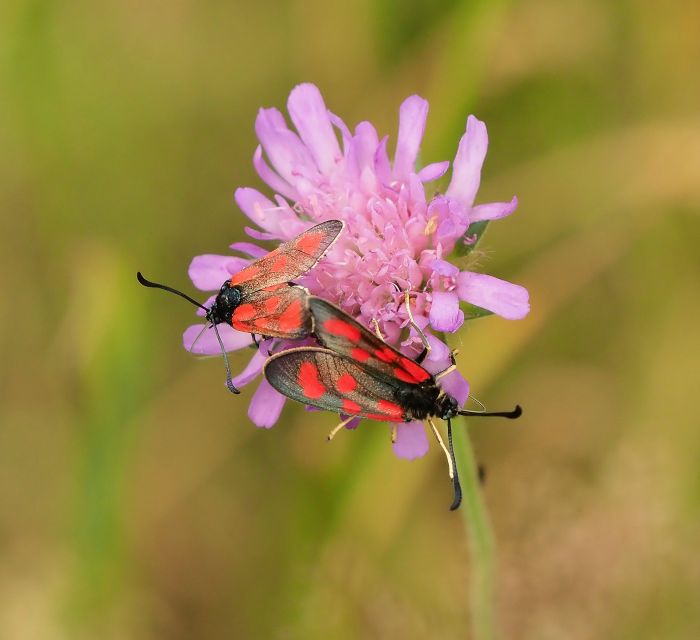 Zygaena loti? S
