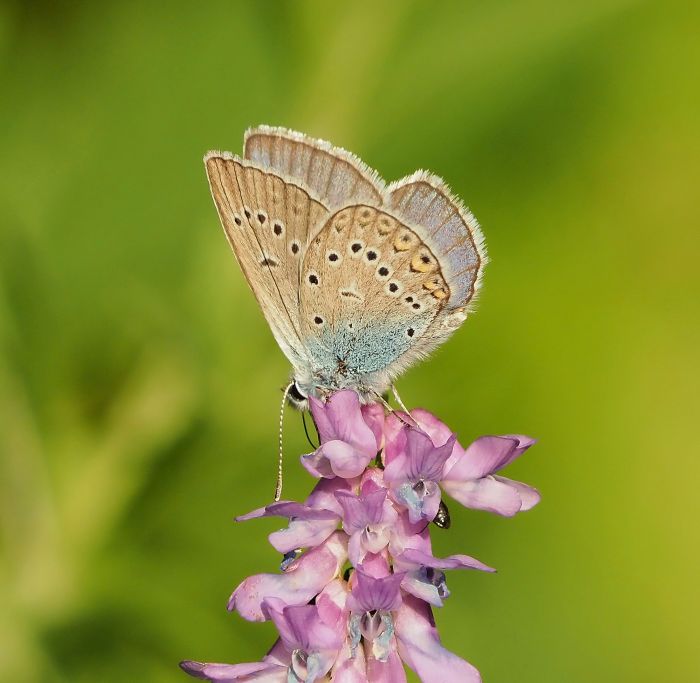 Polyommatus amandus? S