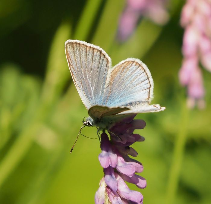 Polyommatus amandus? S