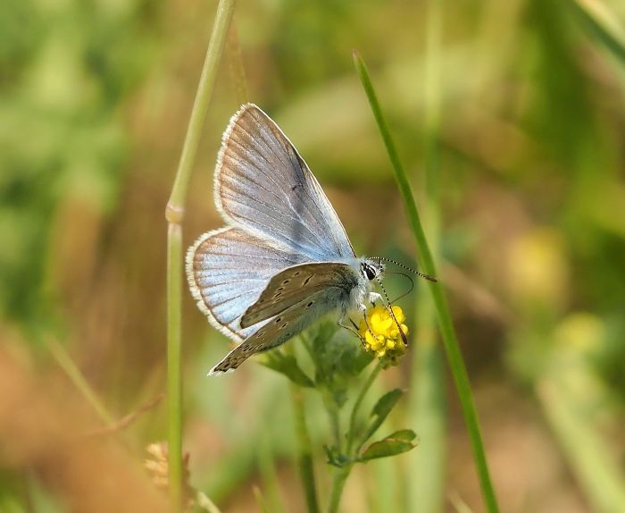 Lycaenidae: Polyommatus amandus