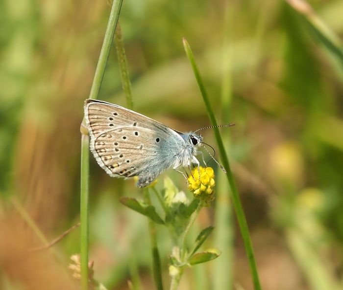 Lycaenidae: Polyommatus amandus