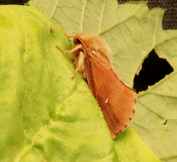 Hepialidae: Triodia sylvina ?  No, Pharmacis fusconebulosa f. arancio