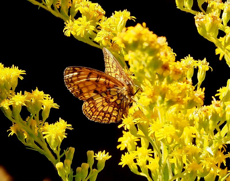 Melitaea celadusa?  S