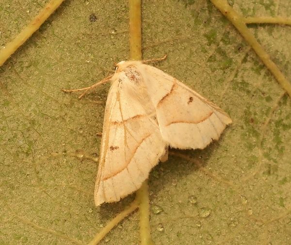 Crocallis elinguaria - Geometridae