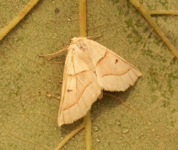 Crocallis elinguaria - Geometridae