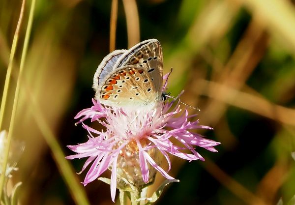 Polyommatus icarus? S