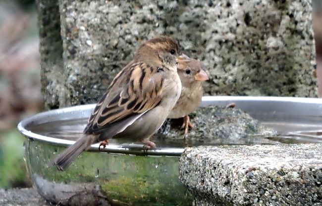 abbeveratoio - piscina