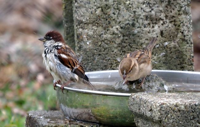 abbeveratoio - piscina