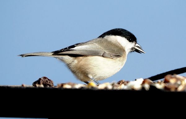 Cincia bigia alpestre?