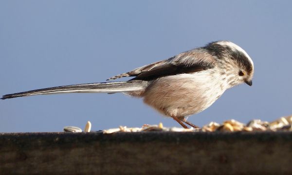 Ancora Codibugnoli in mangiatoia