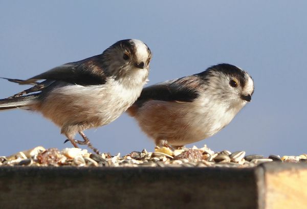 Ancora Codibugnoli in mangiatoia