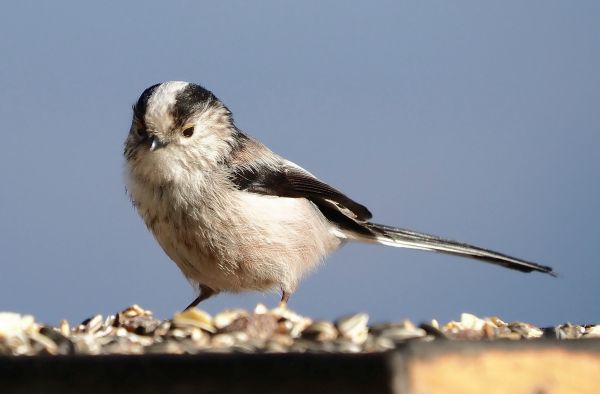 Ancora Codibugnoli in mangiatoia