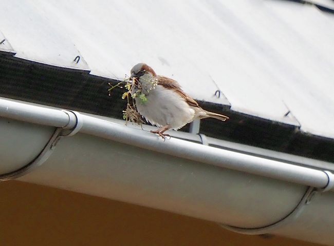 Passera oltremontana ?