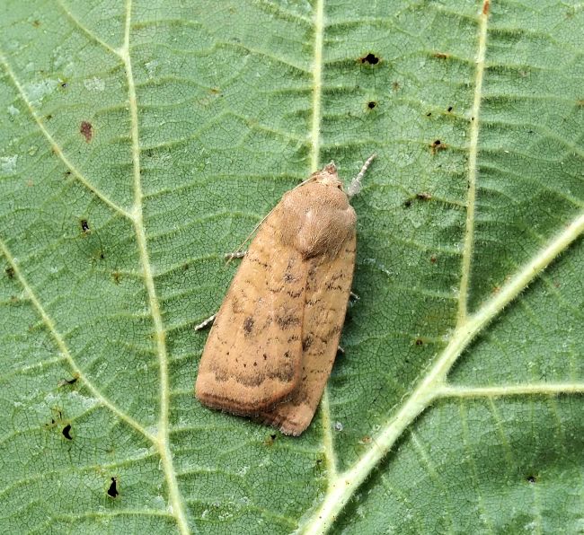 Noctua interjecta?