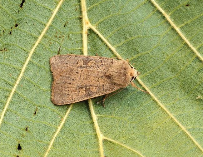 Xestia xathographa?