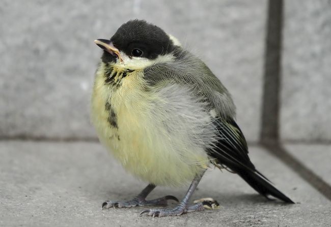 Cincia bigia giovane