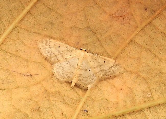 Idaea bisellata ?