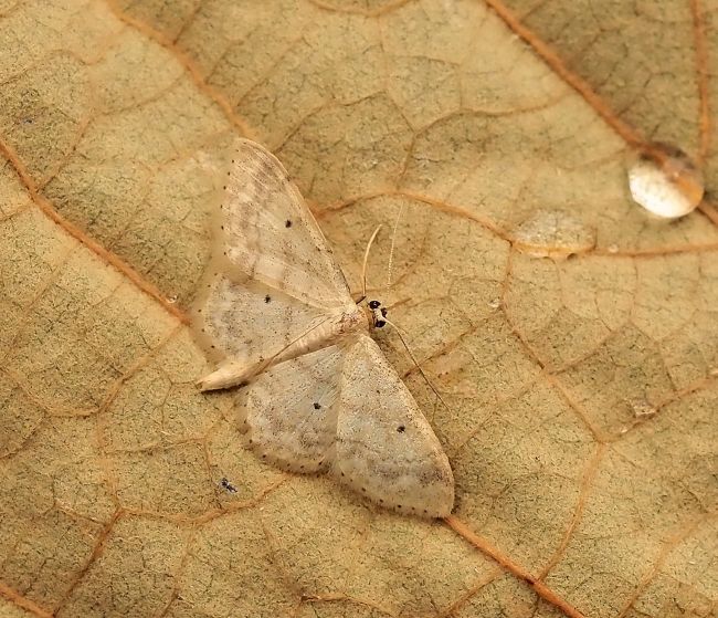 Idaea bisellata ?