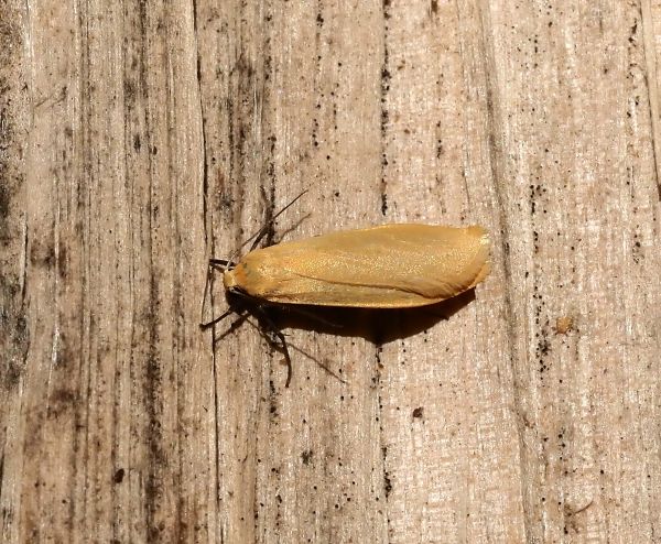 Eilema sororcula ?