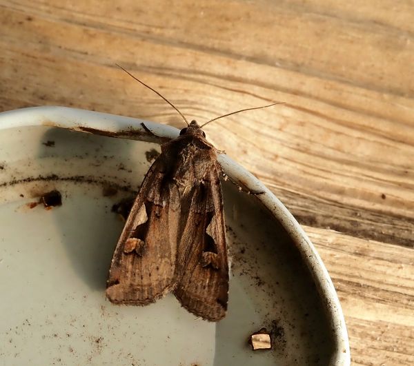 Xestia c-nigrum ?