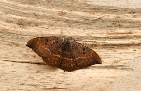 Watsonalla binaria?