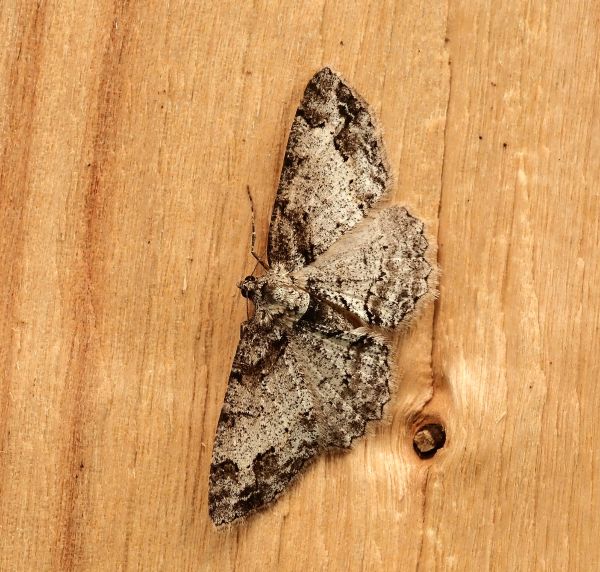Paradarsia consonaria ?