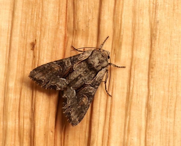 Lacanobia w latinum?