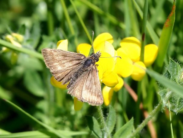 Aiuto id. crambidae (?)