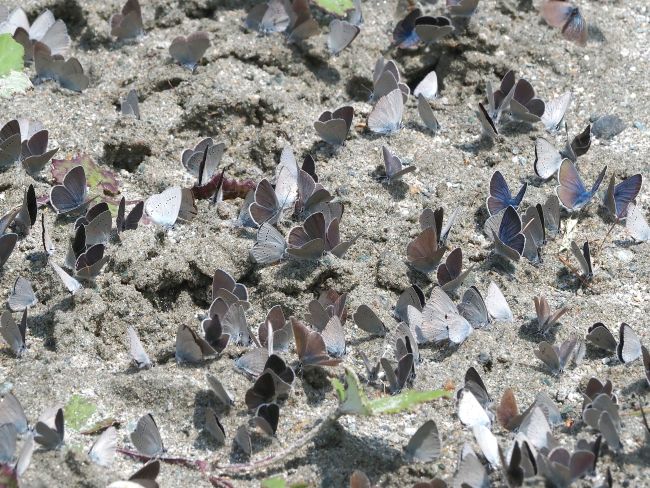 un orgia di licenidi