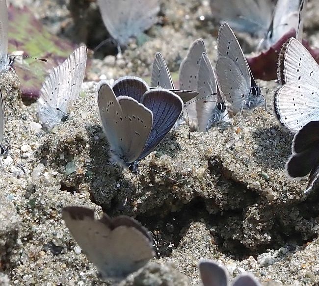 un orgia di licenidi