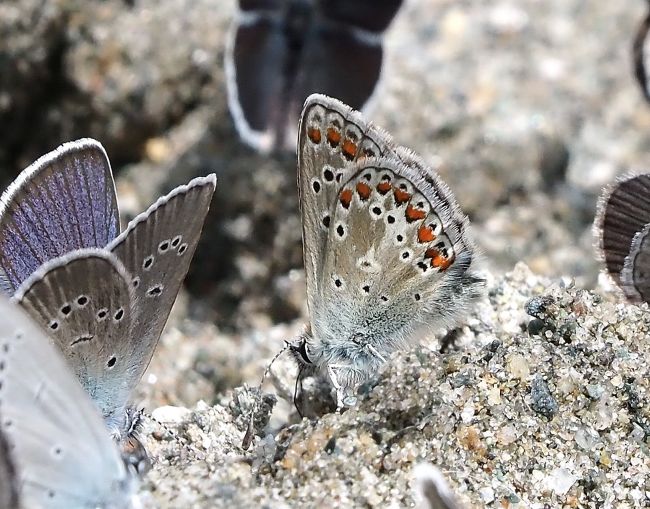 un orgia di licenidi