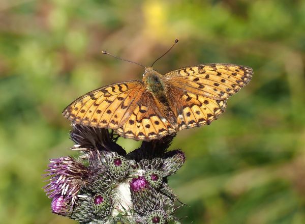 Argynnis niobe ?