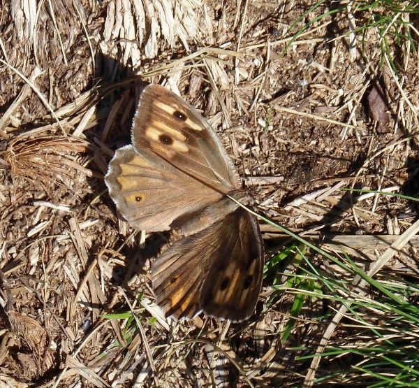 Hipparchia semele?