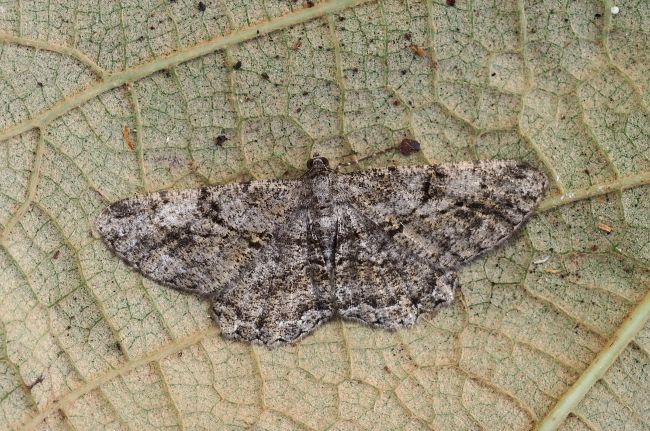 Peribatodes rhomboidaria?
