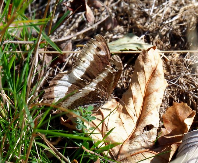 Aiuto Hipparchia