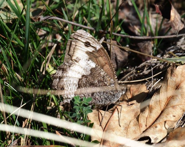 Aiuto Hipparchia