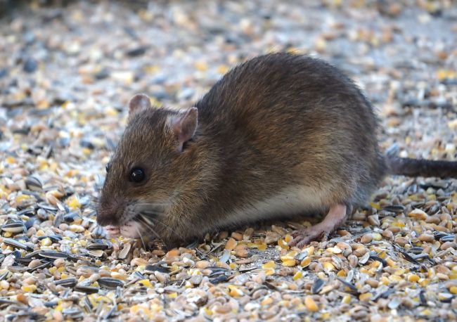 Ratto domestico ?