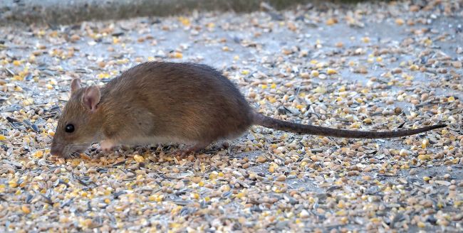 Ratto domestico ?