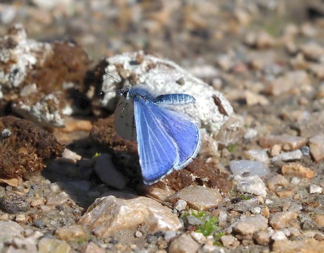 Celastrina argiolus
