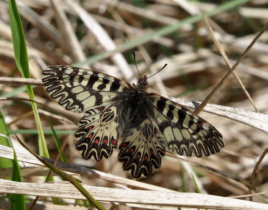 Zerynthia polyxena