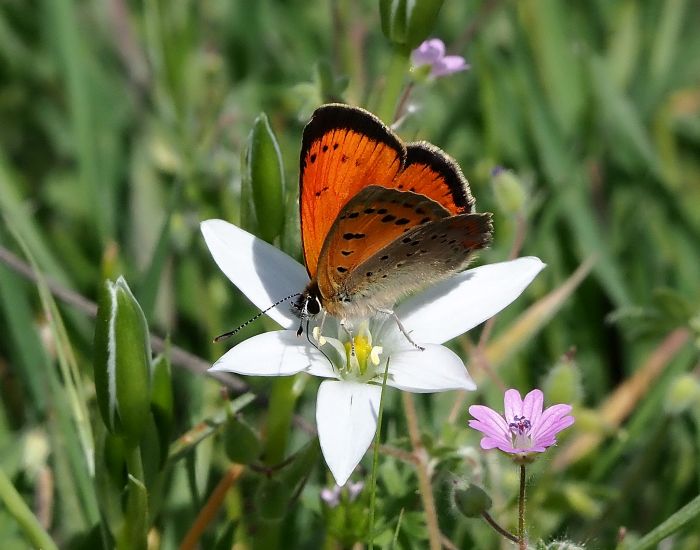 Lycaena ottomana ?