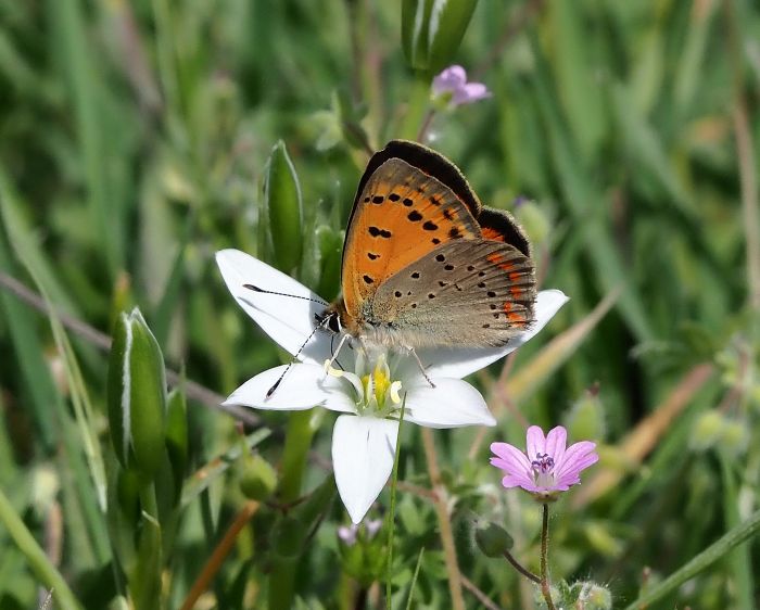 Lycaena ottomana ?