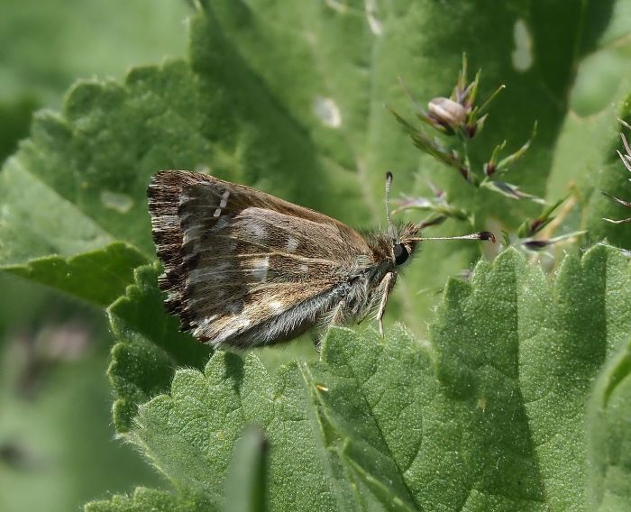 Carcharodus s�, ma quale? Alceae?