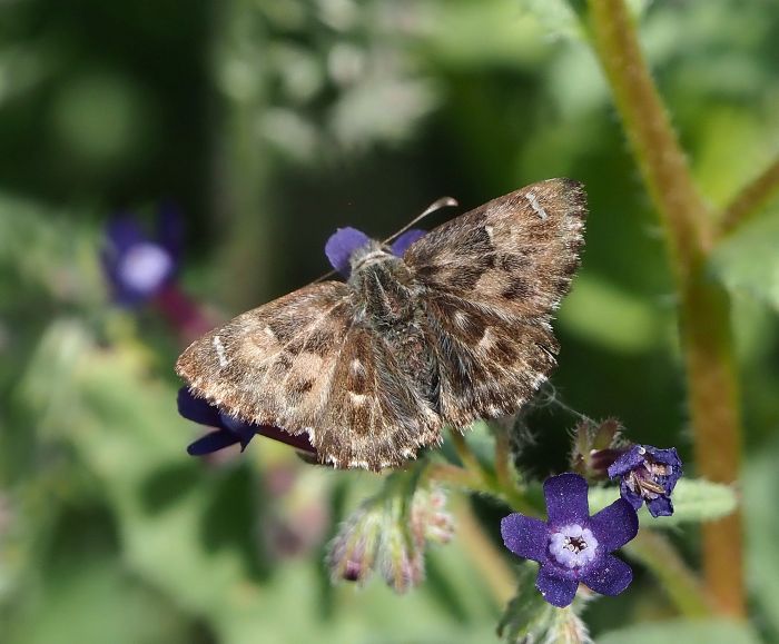 Carcharodus s�, ma quale? Alceae?