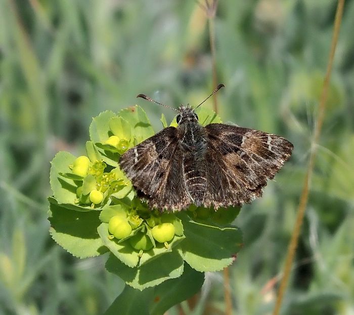 Carcharodus s�, ma quale? Alceae?