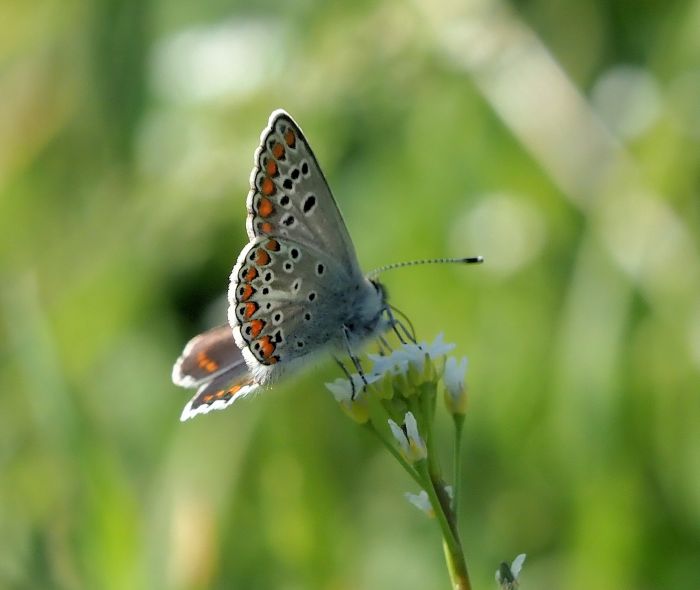 Plebejus artaxerxes alous?