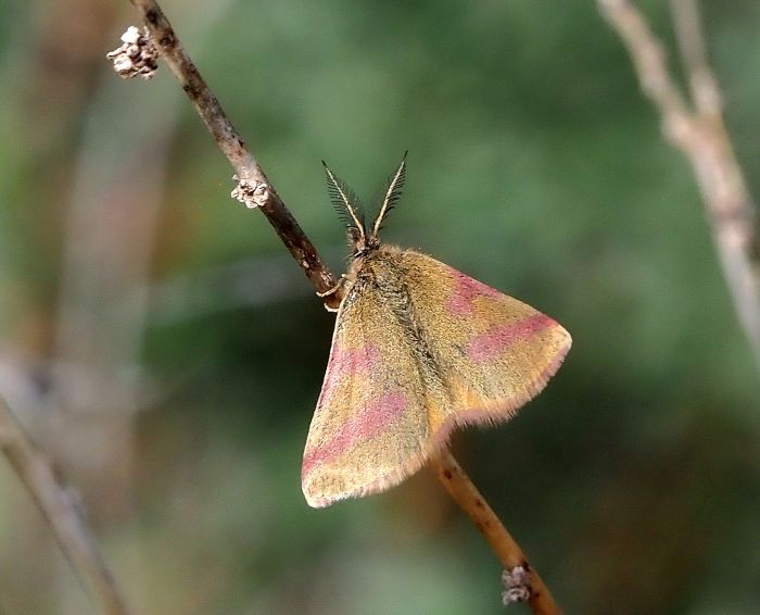 Lythria purpuraria o cruentaria ?